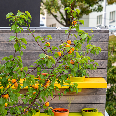 Abricots mûrs sur un toit-terrasse