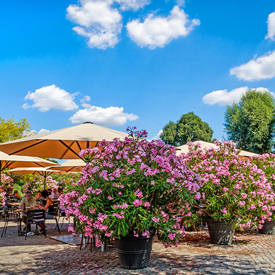 Laurier rose sur la terrasse
