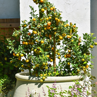 Oranger dans un pot sur la terrasse