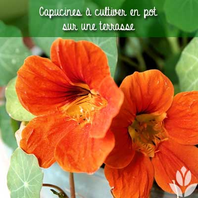 fleur orange capucine