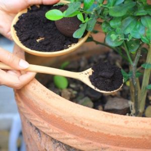 jardinier verse une cuillère de café au pied d'une plante dans un pot
