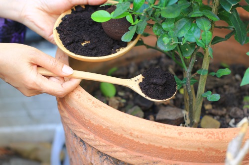 jardinier verse une cuillère de café au pied d'une plante dans un pot