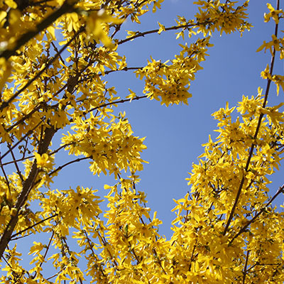 Arbuste forsythia jaune