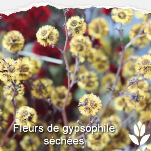 fleur gypsophile sechees