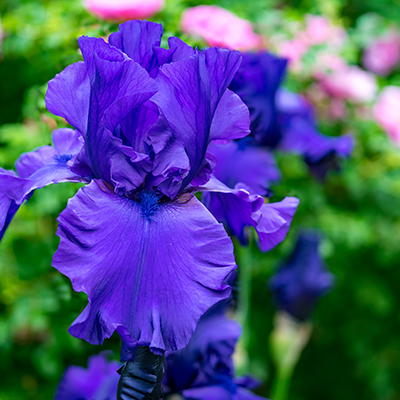 Une fleur d'iris bleue