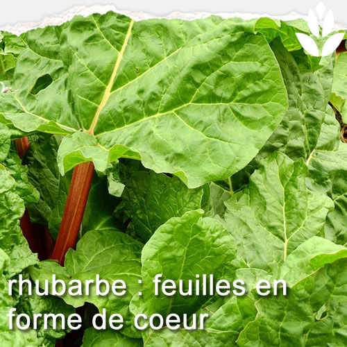 rhubarbe et feuilles en coeur