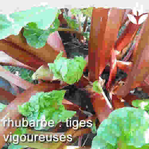 la rhubarbe de l'intérieur