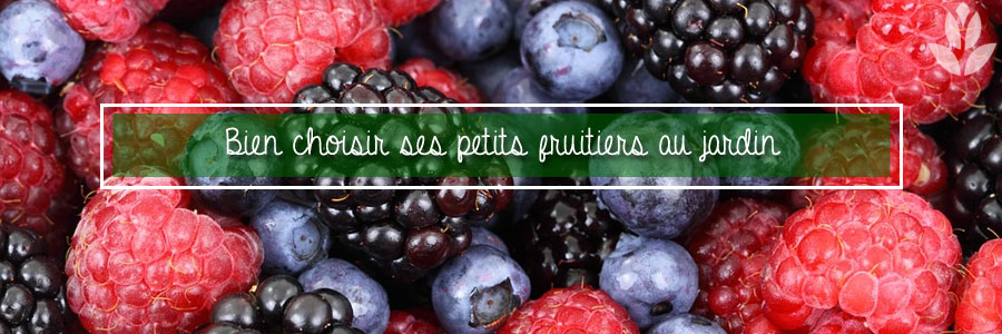 Bien choisir ses petits fruitiers