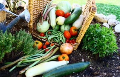 Cultiver Un Potager Pour Mieux Manger Et Faire De Belles Conomies