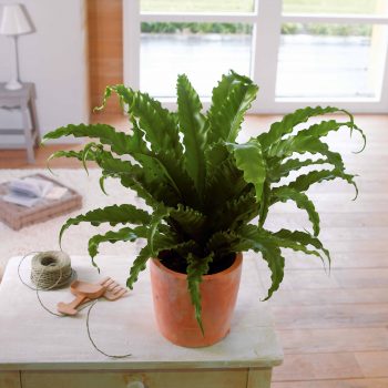 plante d'intérieur