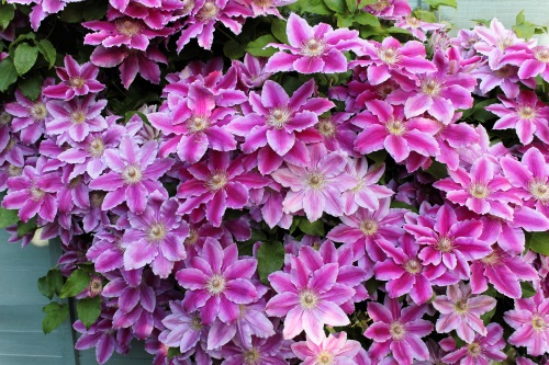 clematite grimpante