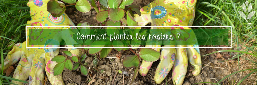 Comment planter les rosiers ?
