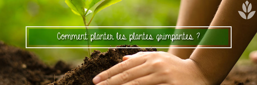 Comment planter des plantes grimpantes ?
