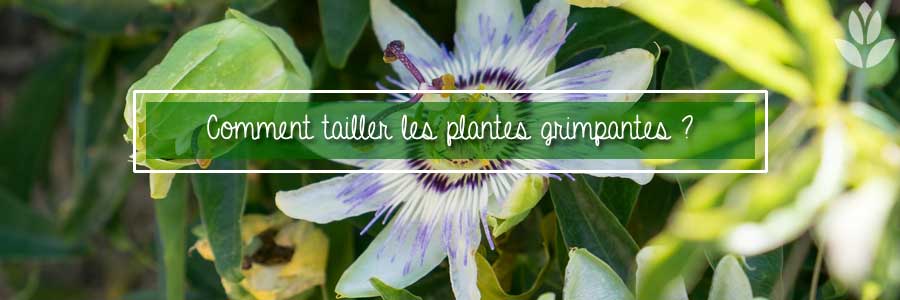 Comment tailler les plantes grimpantes ?