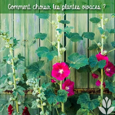comment choisir les plantes vivaces