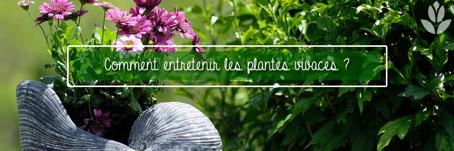comment entretenir les plantes vivaces?