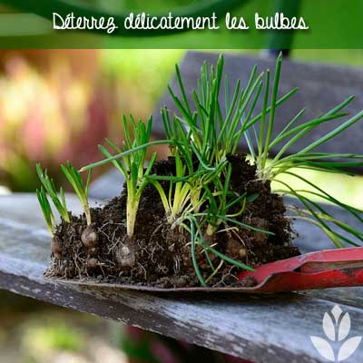 deterrez les bulbes