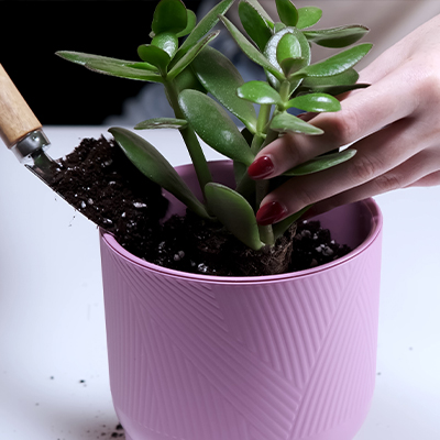Gros plan d'une femme transplantant une fleur dans un pot violet avec ses mains