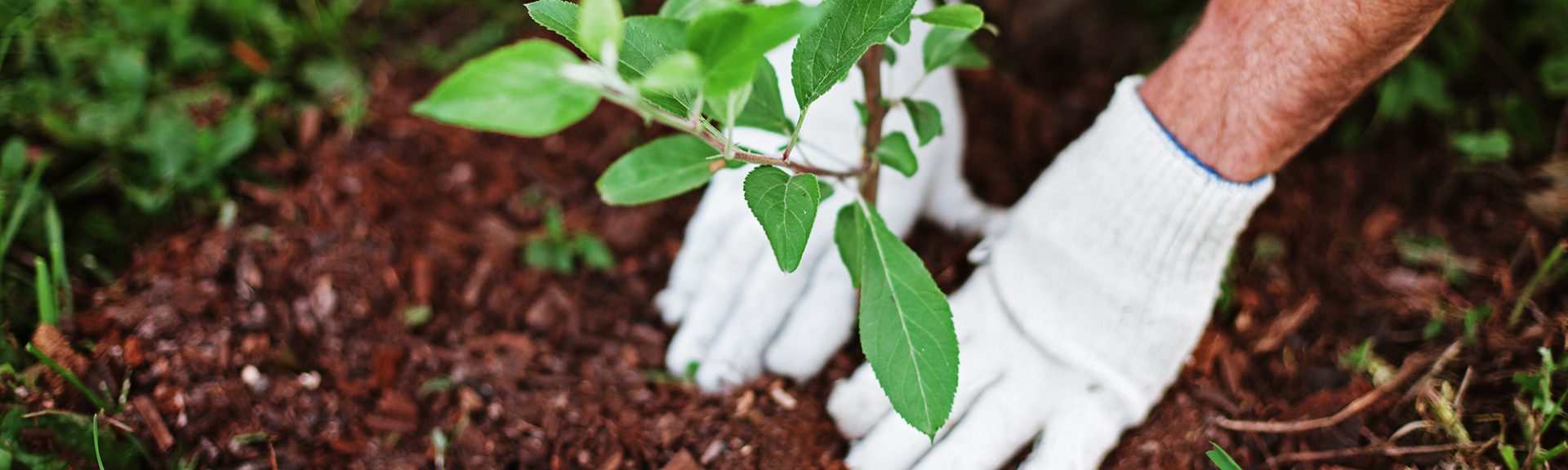 Jardinier avec des gants plante un arbuste