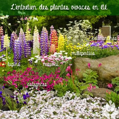 l'entretine des plantes vivaces en été