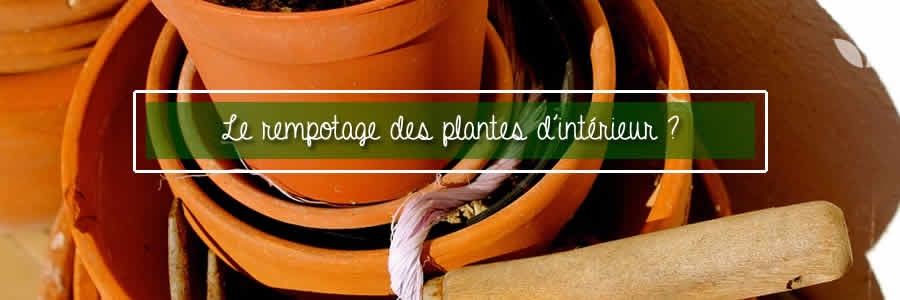 rempotage plantes interieur