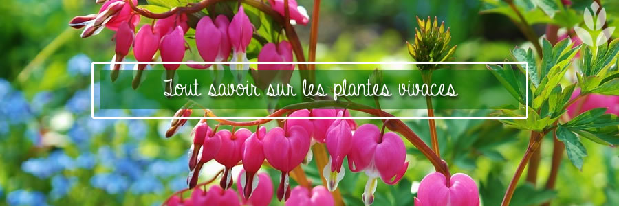 tout savoir sur les plantes vivaces