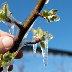 Tige d'un arbre fruitier recouvert de glace en hiver tenu par une main