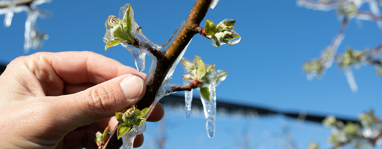 Tige d'un arbre fruitier recouvert de glace en hiver tenu par une main
