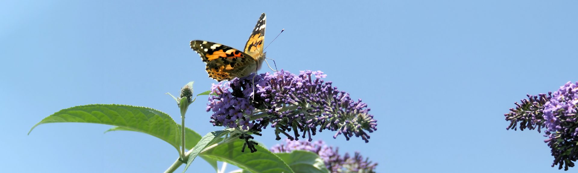 Arbres aux papillons - Buddleia
