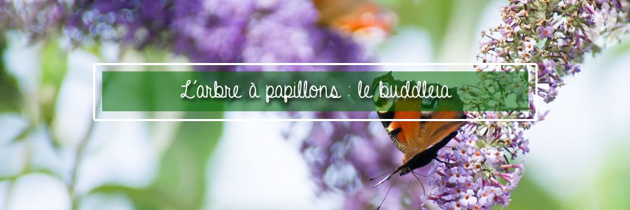 l'arbre à papillon buddleia