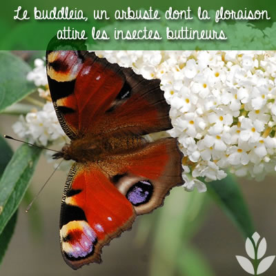 buddleia papillon