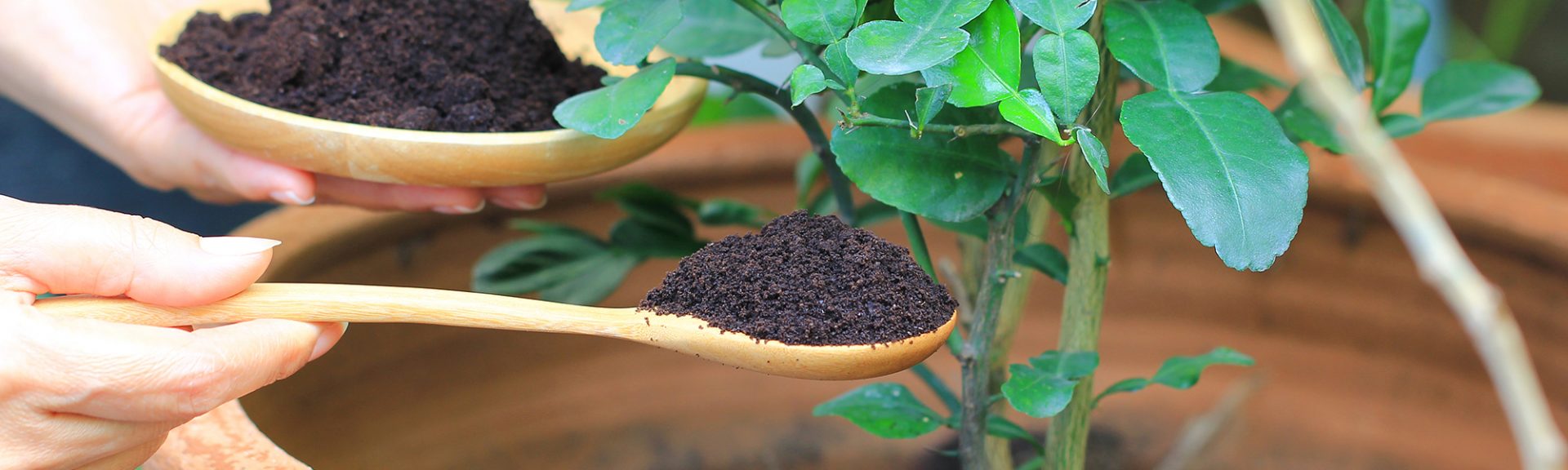 les résidus de café sont appliqués sur l'arbre et constituent un engrais naturel