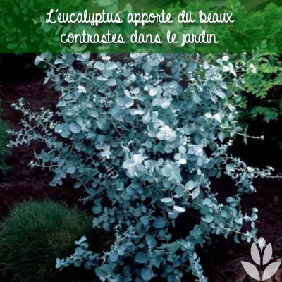 les contrastes du feuillage de l'eucalyptus