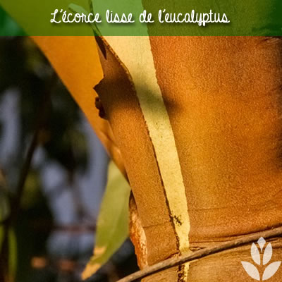 l'écorce de l'eucalyptus