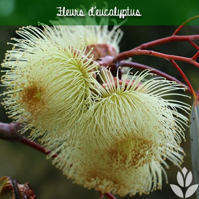 fleurs d'eucalyptus