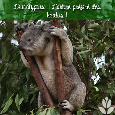 eucalyptus et koala