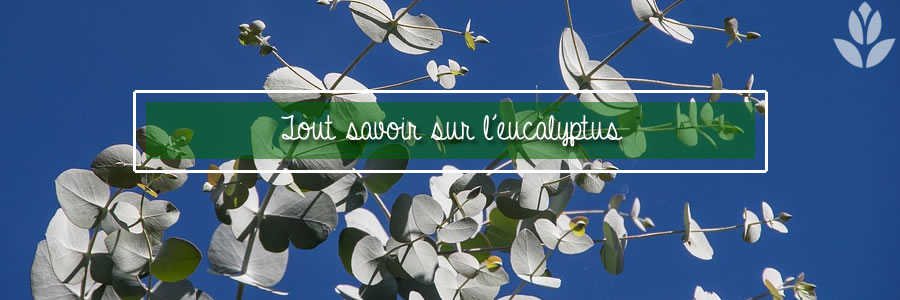 tout savoir sur l'eucalyptus du jardin