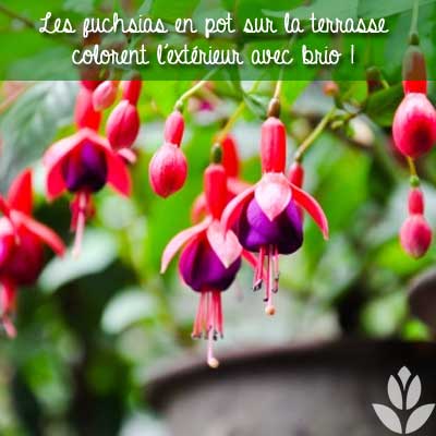 fuchsias en pot terrasse