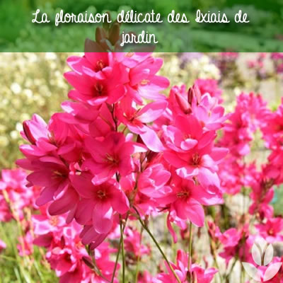 ixias de jardin