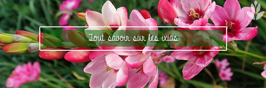 tout savoir sur les ixias de jardin