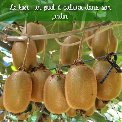 kiwi à cultiver dans son jardin