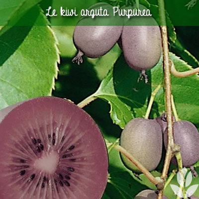 kiwi purpurea