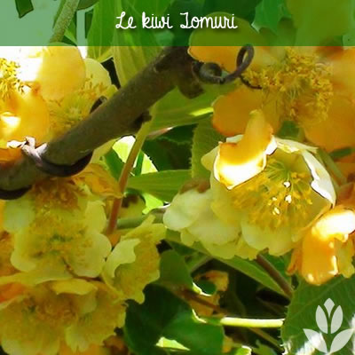 kiwi tomuri