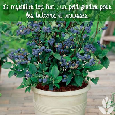 myrtillier top hat pour les balcons ou terrasses