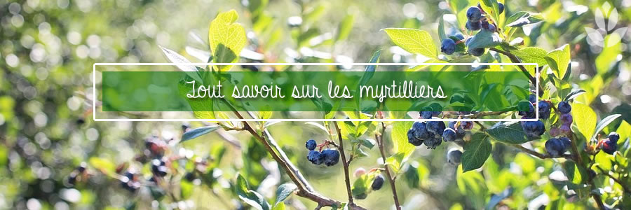 tout savoir sur les myrtilliers du jardin