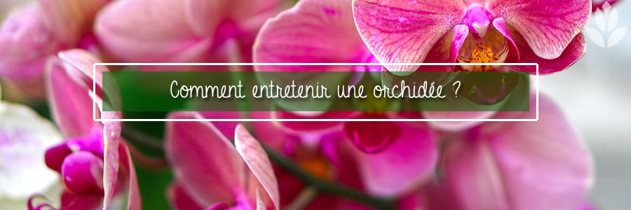 comment entetenir une orchidée ?