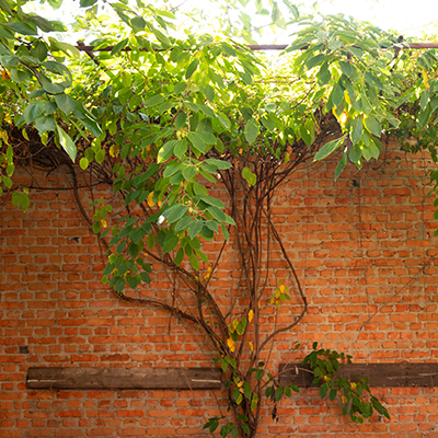 Feuilles vertes de fruits d'actinidia sur fond de mur de brique rouge.