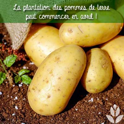plantation des pommes de terre en avril