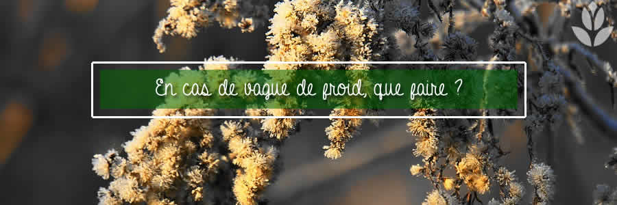 que faire en cas de vague de froid au jardin