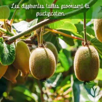 taille lianes